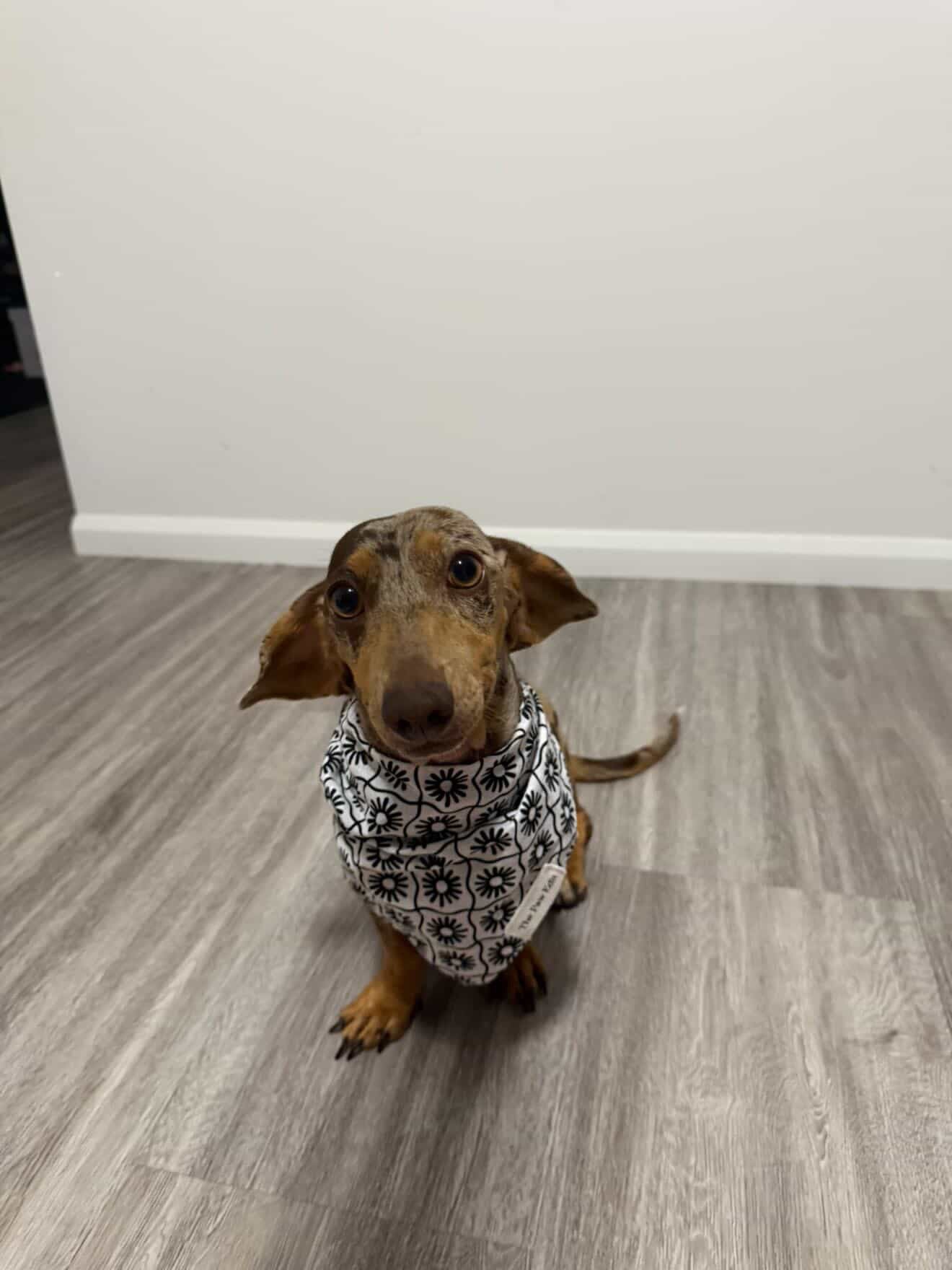 Pet Bandanas