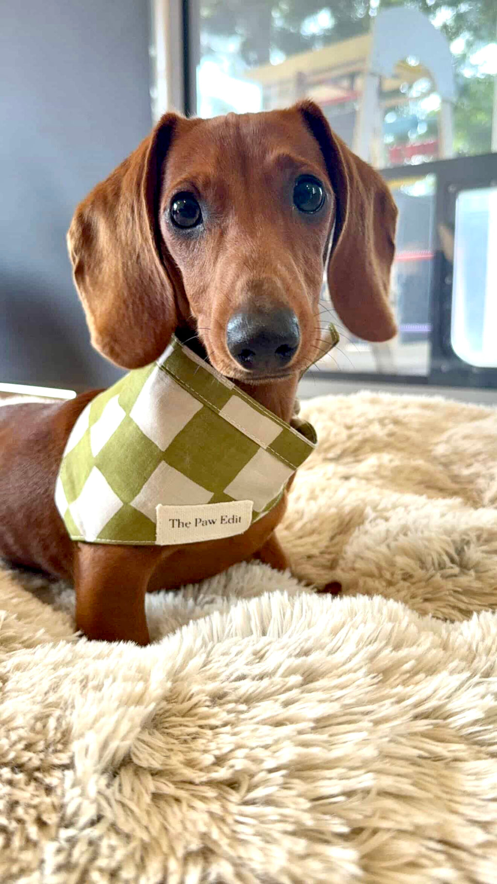 Pet Bandanas