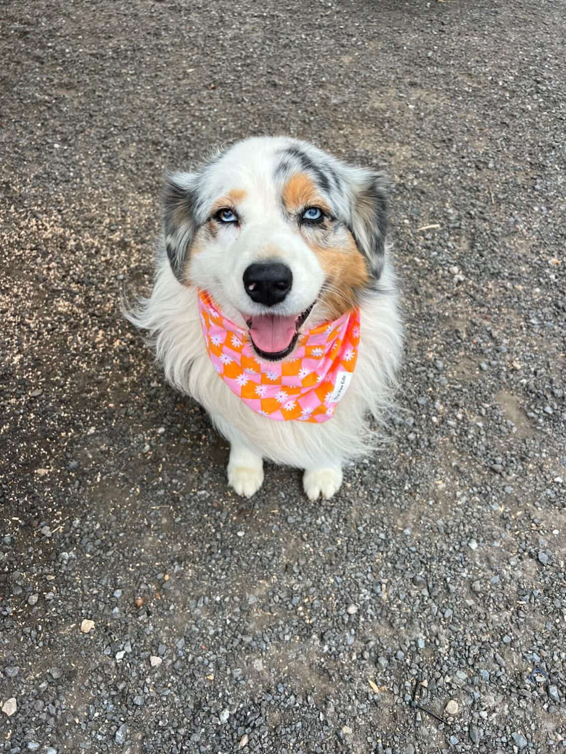 Pet Bandanas