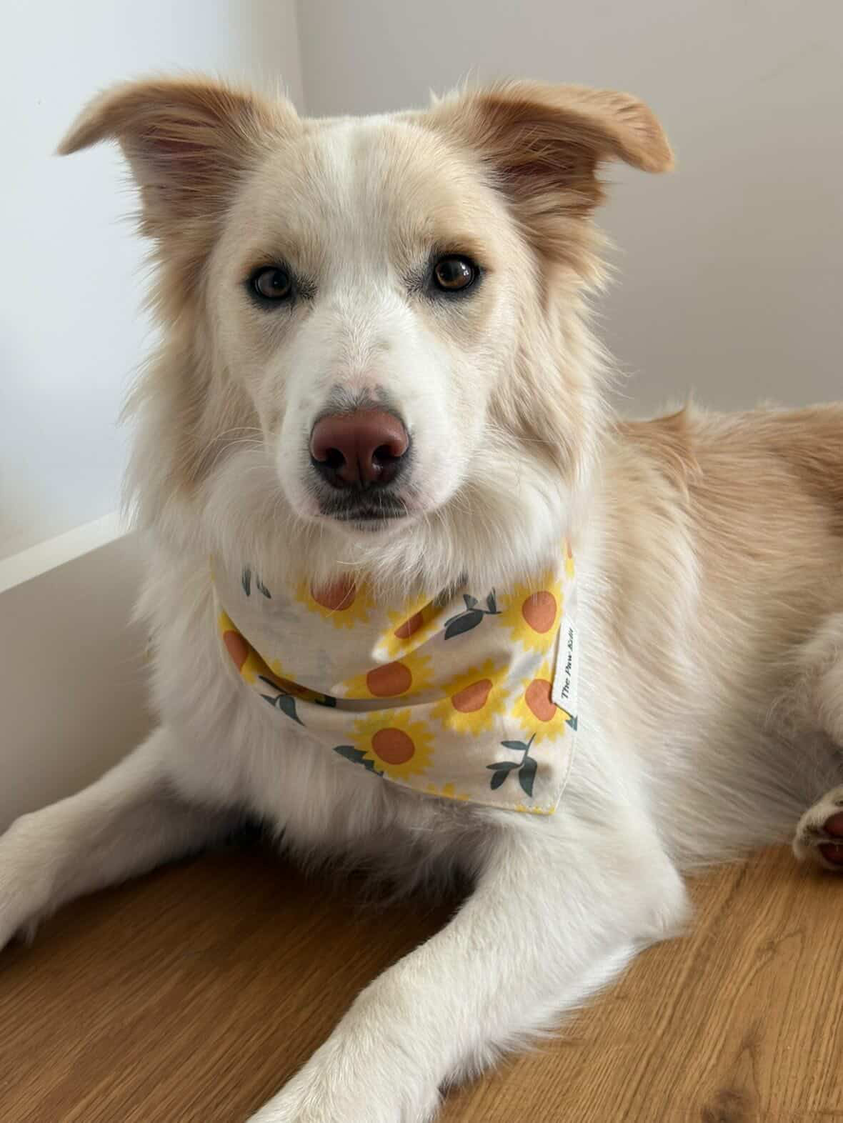 Pet Bandanas