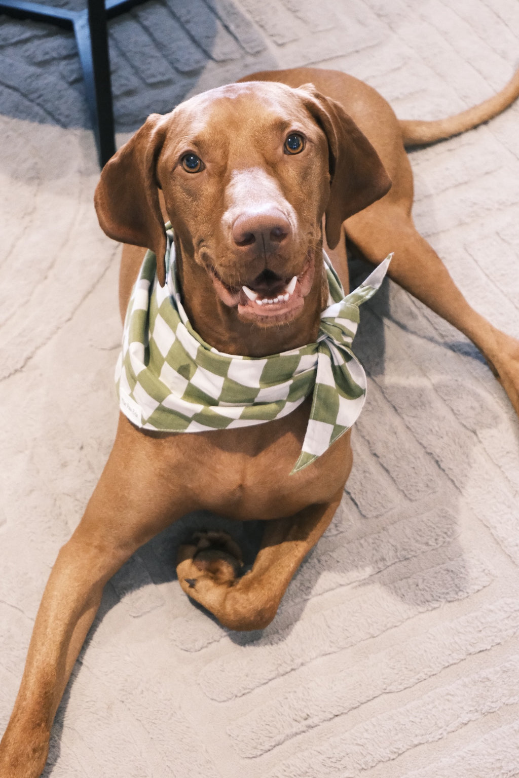 Pet Bandanas