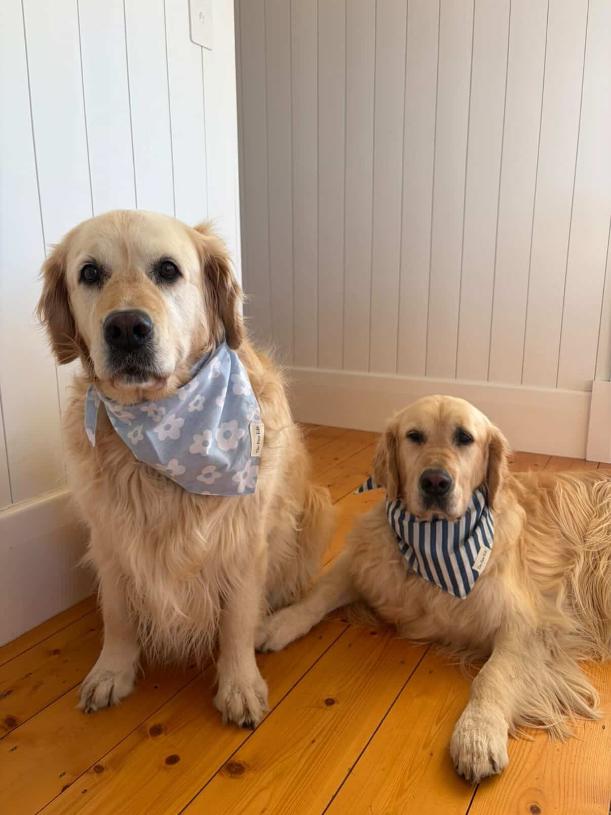 Pet Bandanas