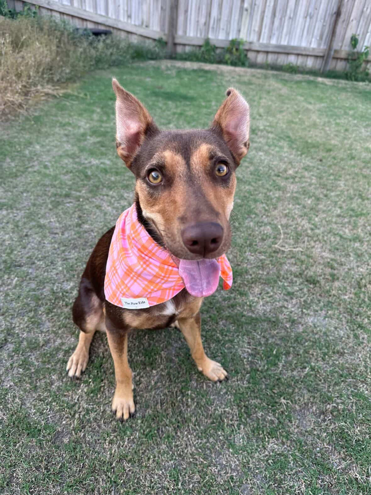 Pet Bandanas