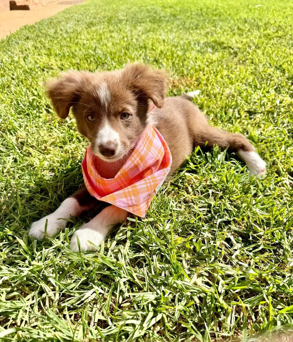 Pet Bandanas