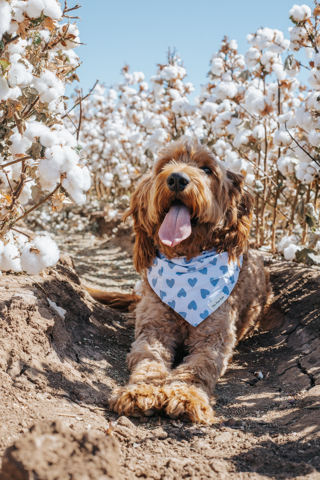Pet Bandanas