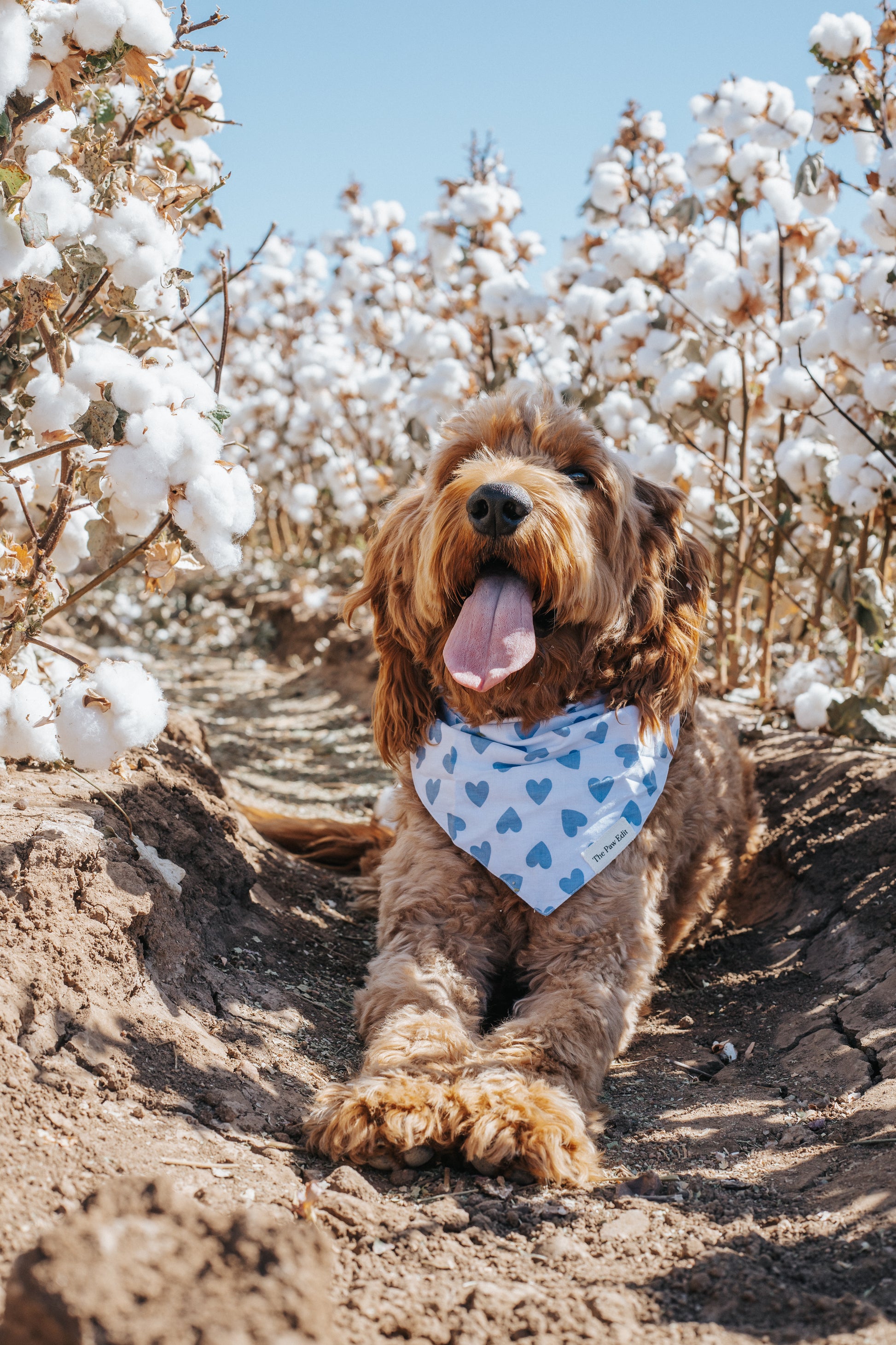Pet Bandanas