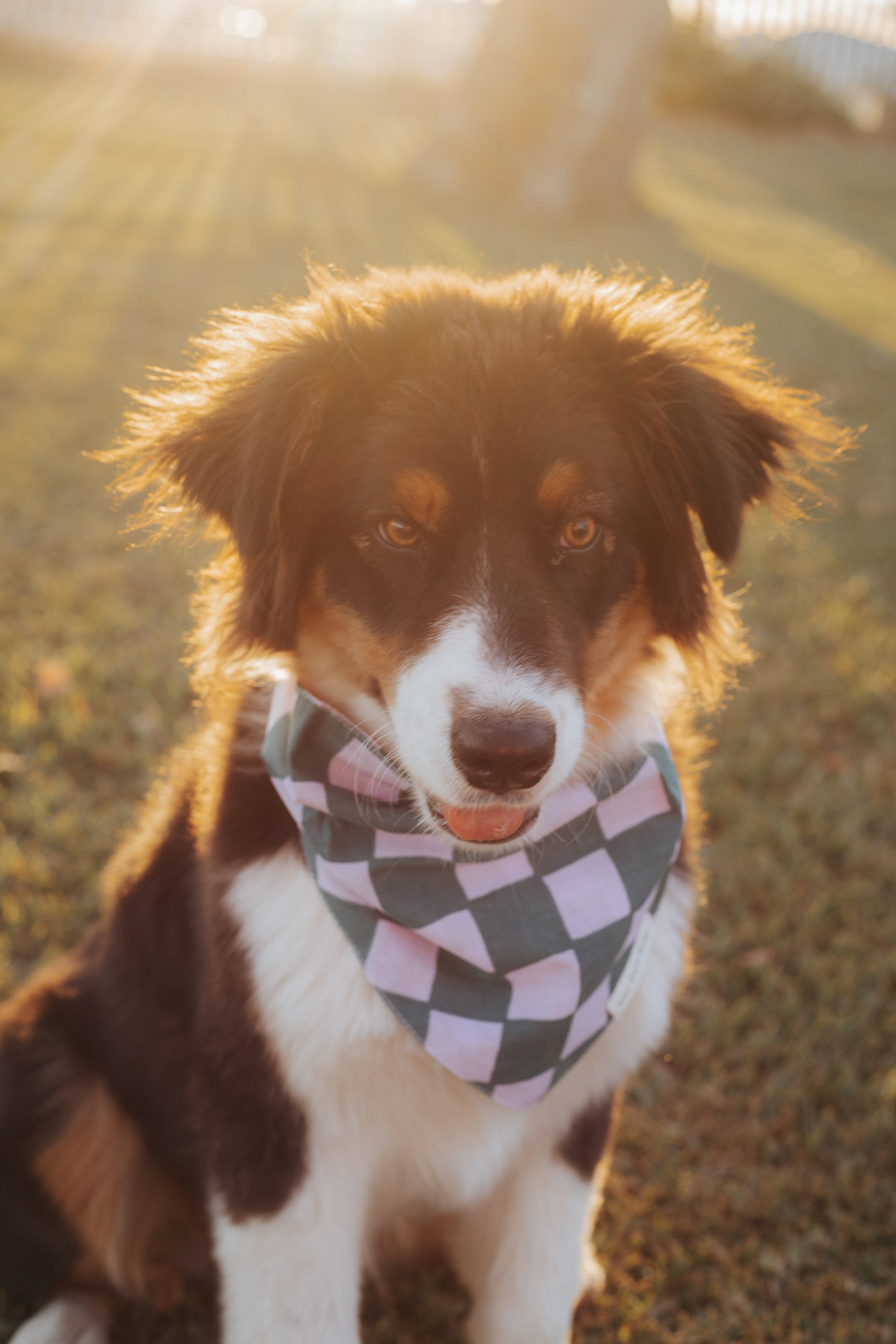 Pet Bandanas