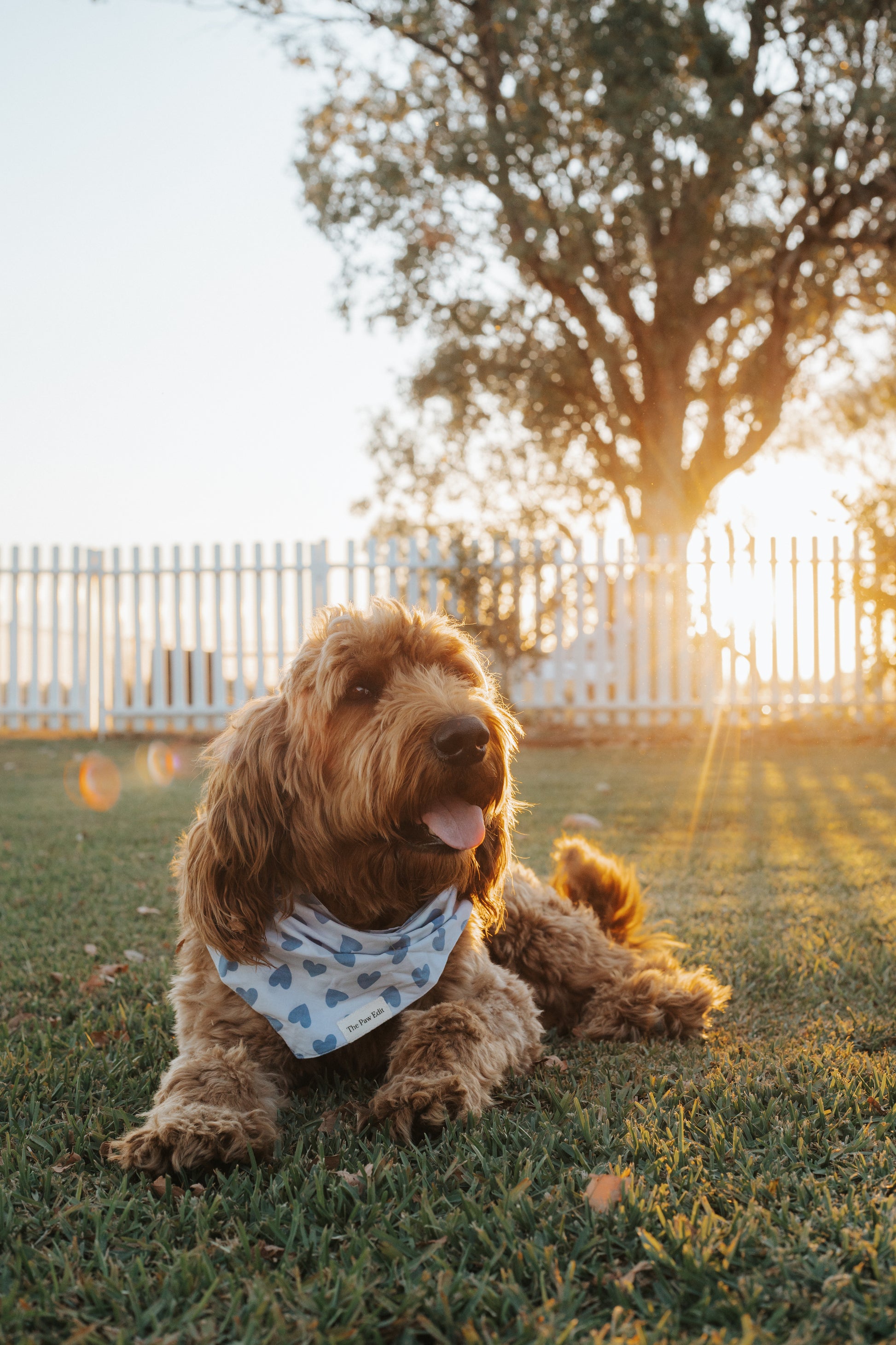 Pet Bandanas