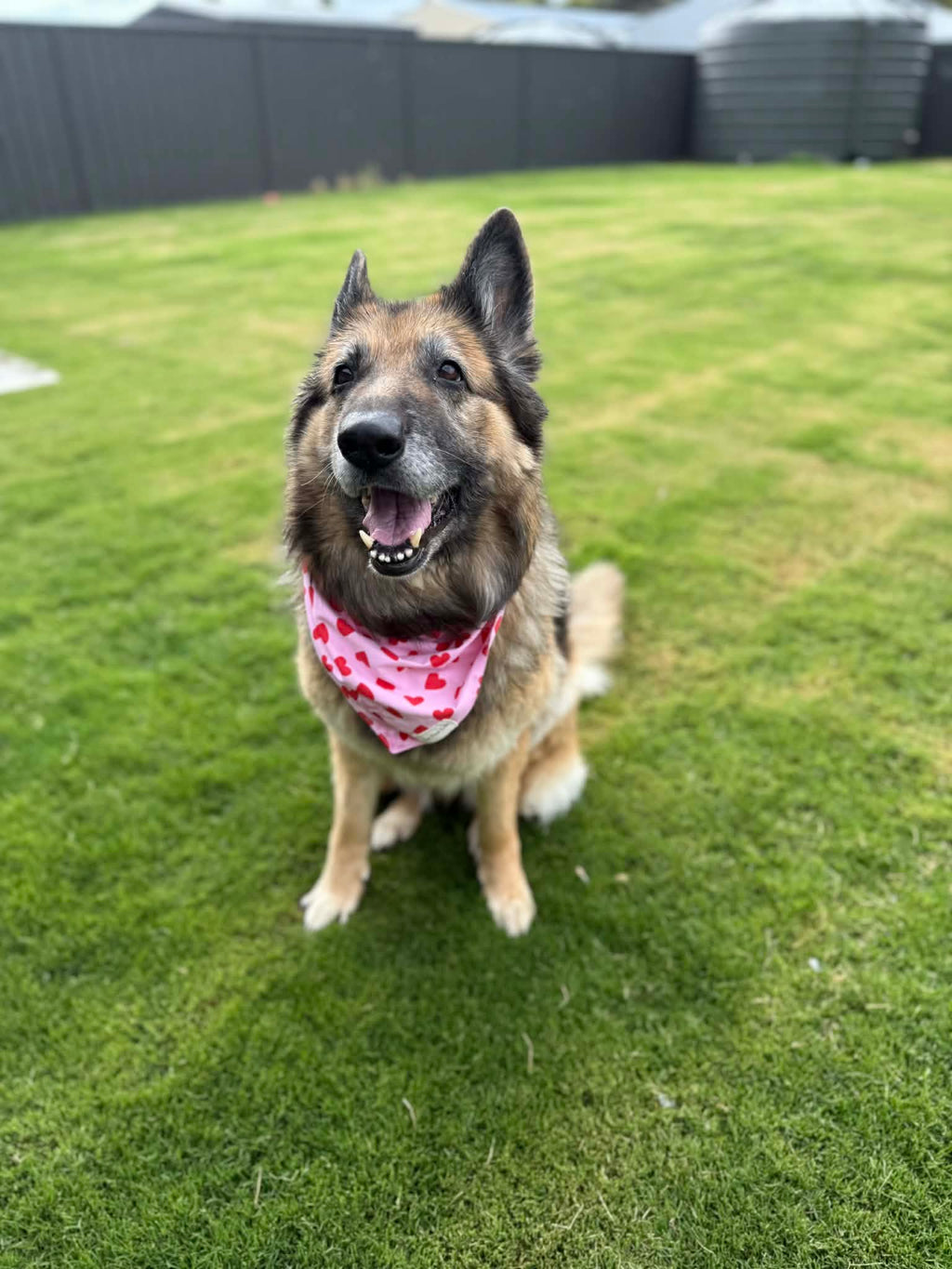 Pet Bandanas