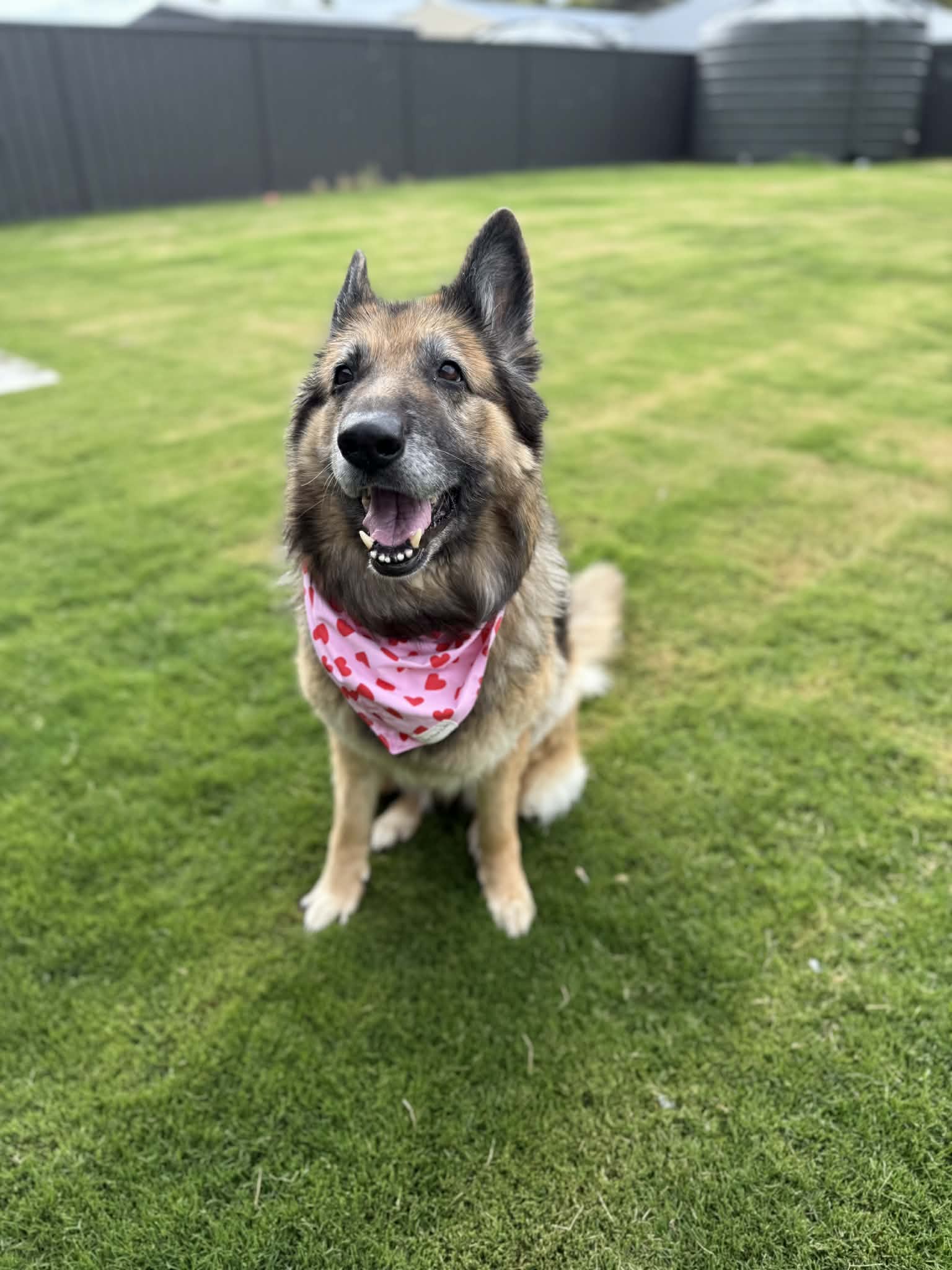 Pet Bandanas